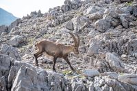 Steinbock Allg&auml;uer Hochalpen